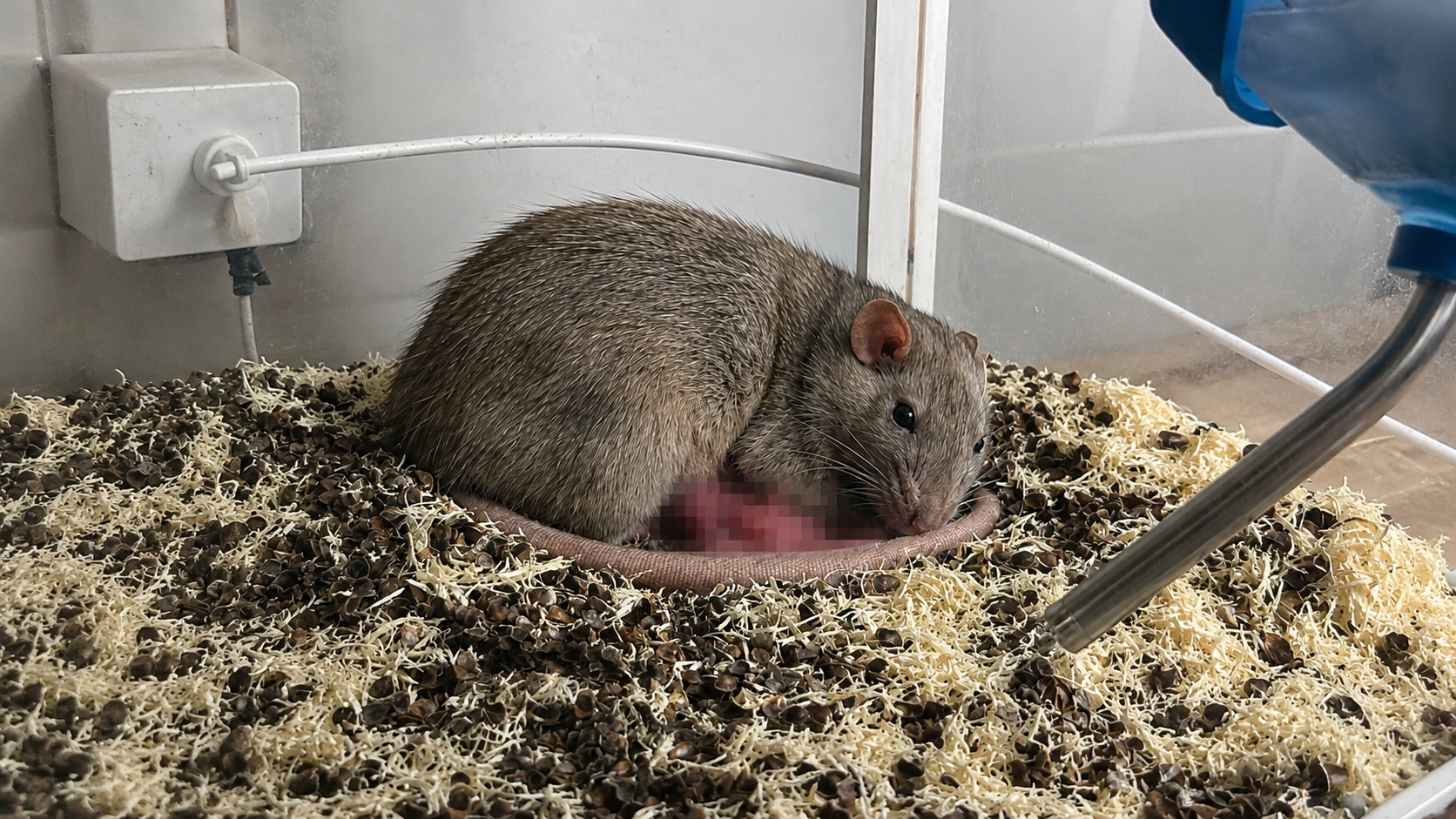 An Unexpected Birth in the Dormitory Mouse Cage